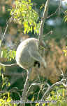 img0067.jpg (87832 bytes)