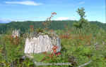 img0018.jpg (111099 bytes)